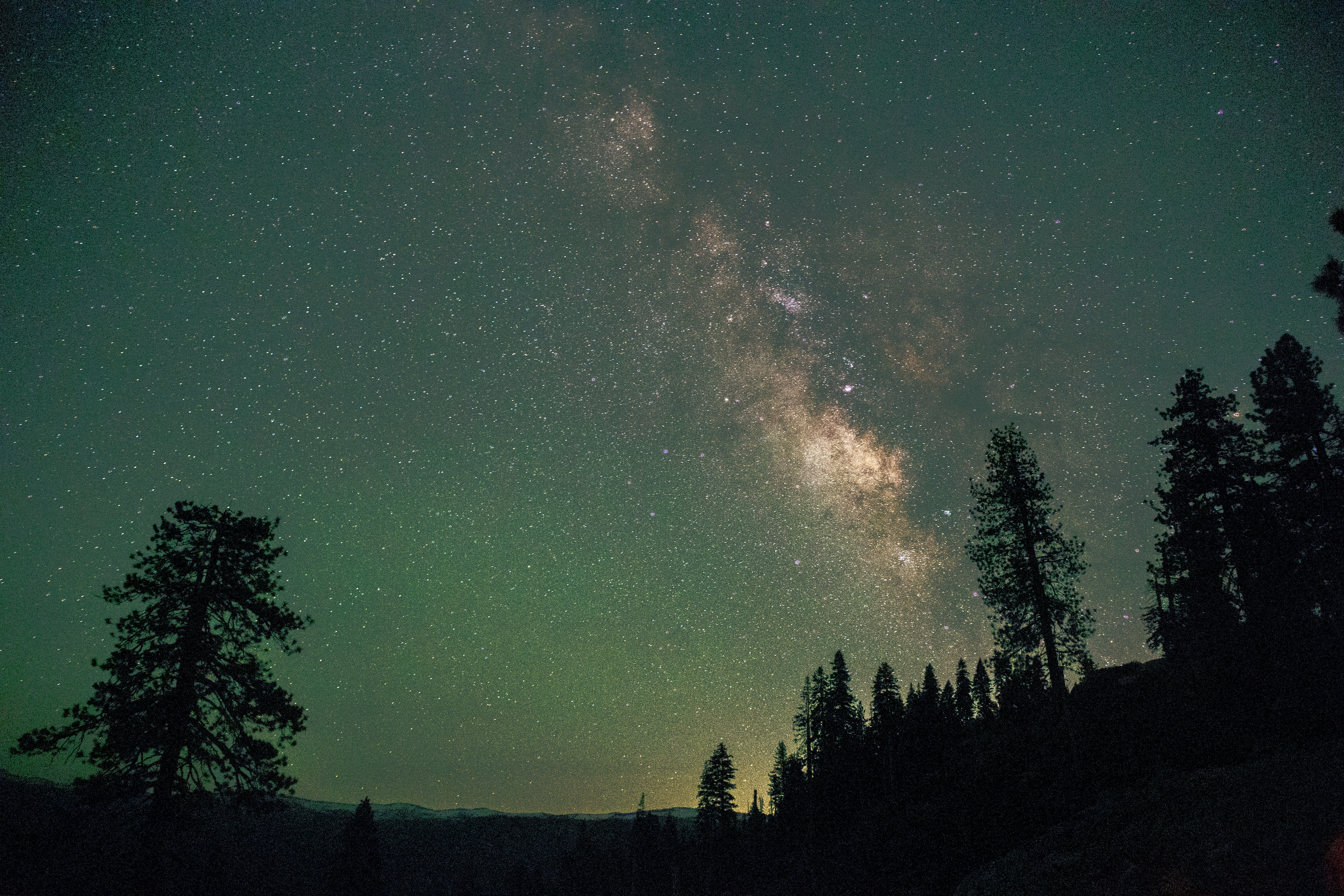 Starry Night Sky with Milky Way and Pine Tree · Free Stock Photo