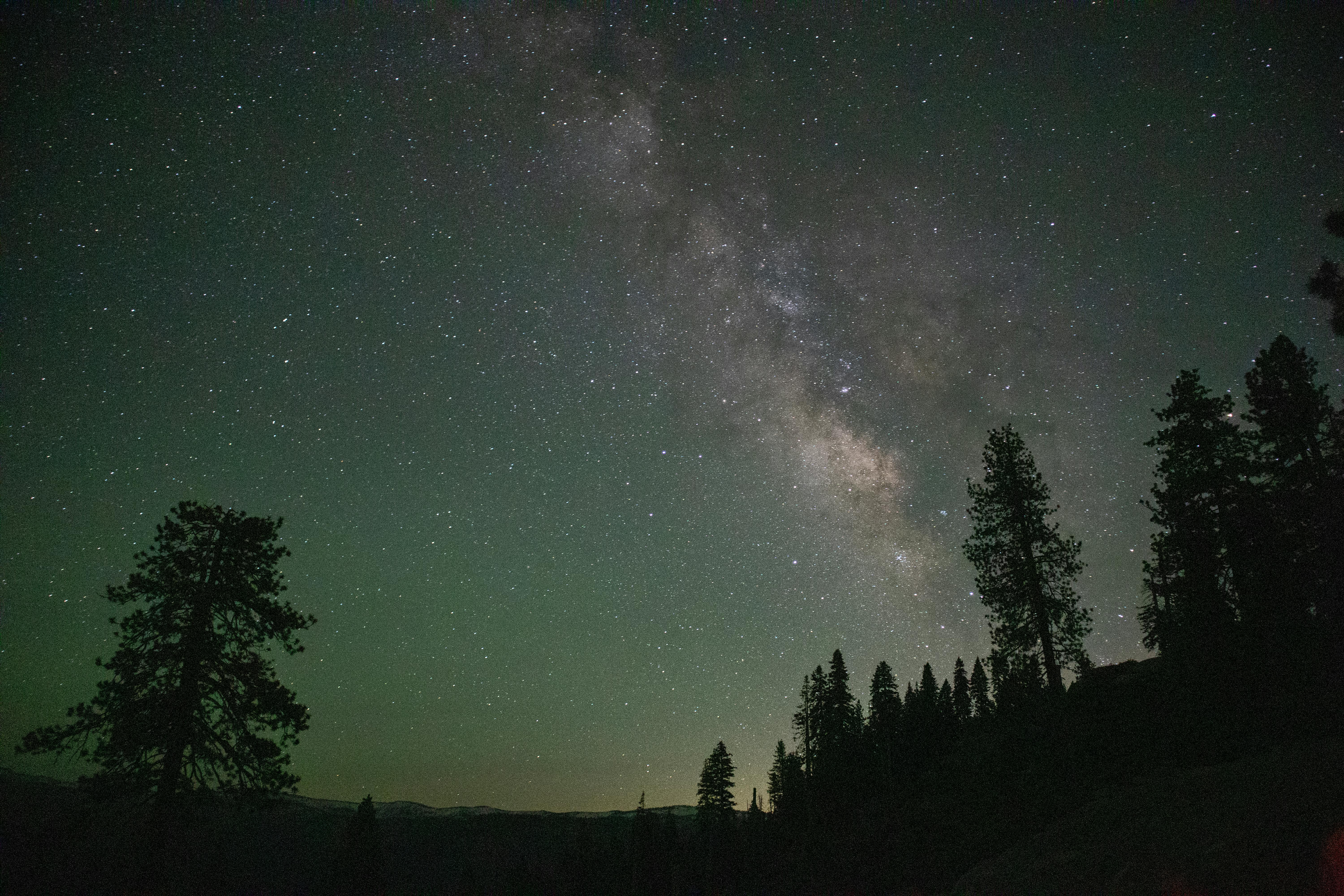 Trees Silhouettes Against Night Sky Filled with Stars