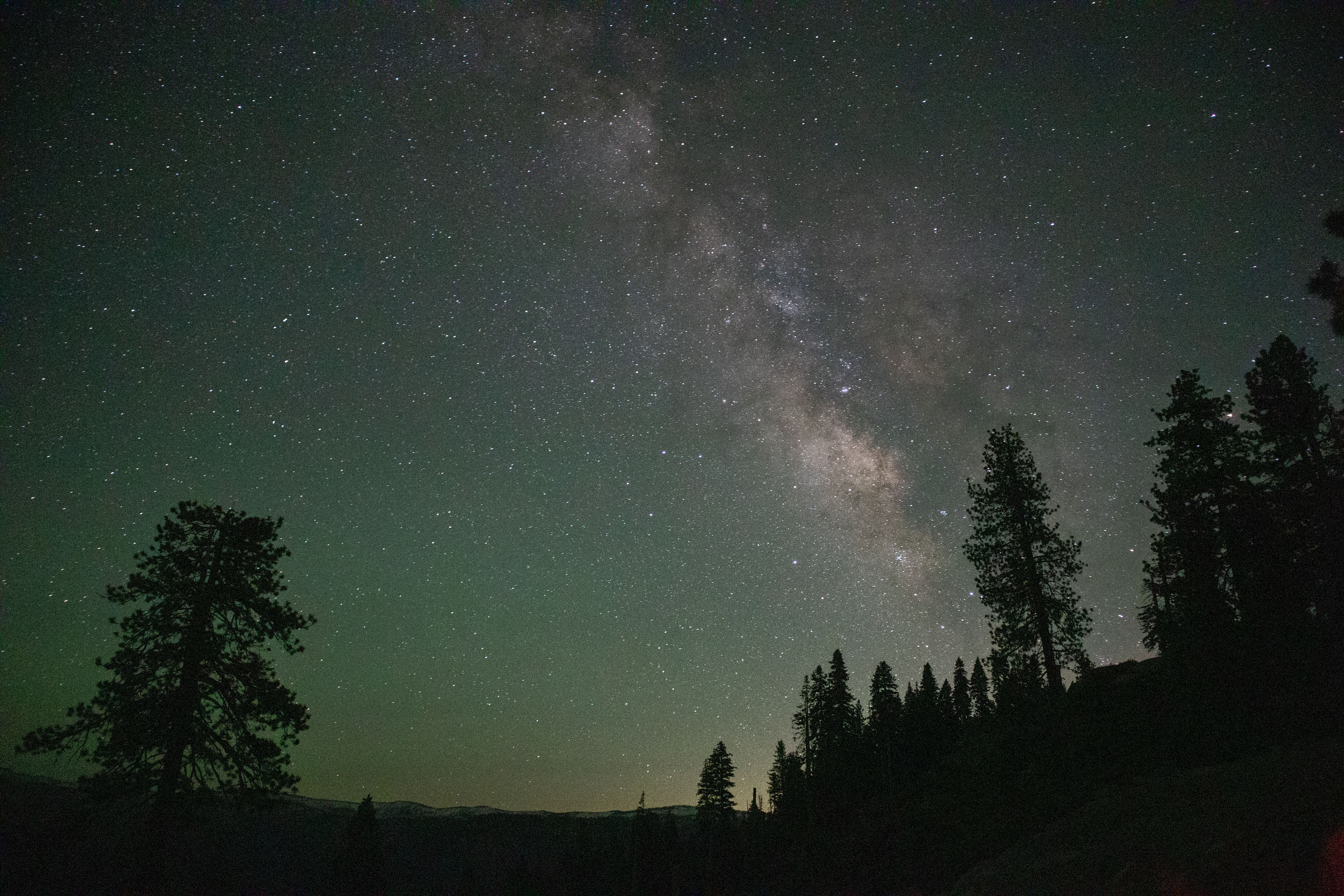 Trees Silhouettes Against Night Sky Filled with Stars · Free Stock Photo