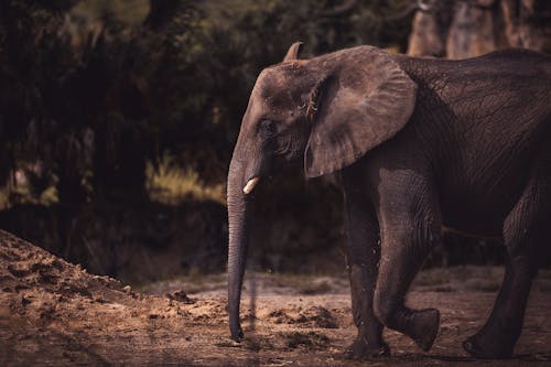 Imagine de stoc gratuită din african elefant, animal, bebeluș