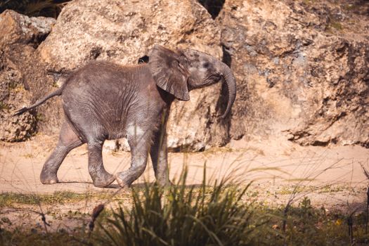 A young elephant walks near rocky terrain in a sunny wildlife setting.