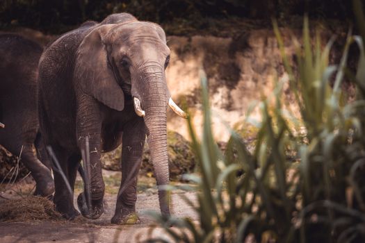 Close-up of a majestic African elephant with tusks in a natural setting during the day.