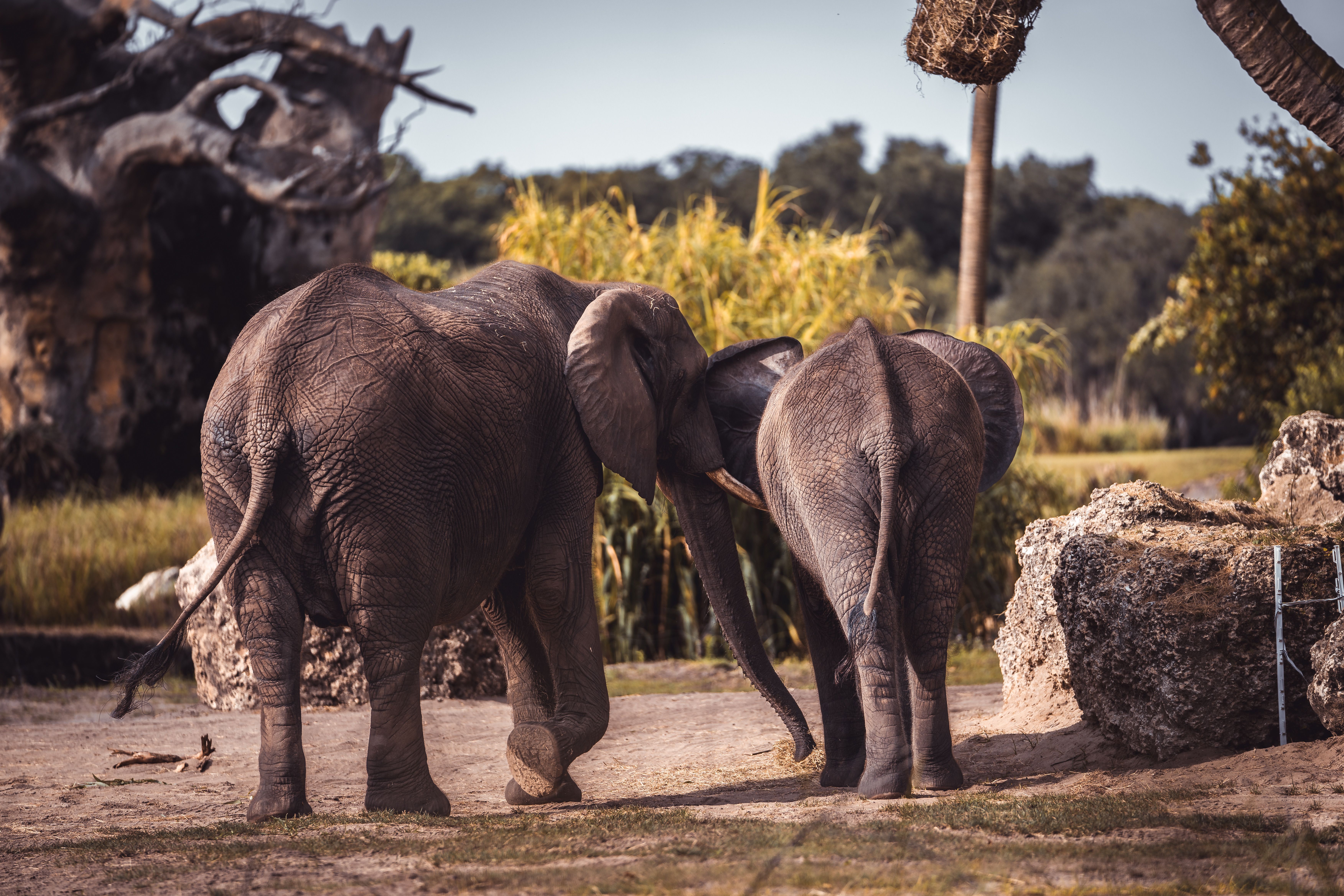 elephants left world