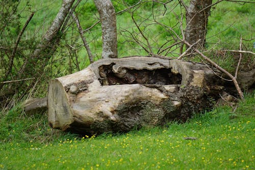 Foto d'estoc gratuïta de arbre tallat, bosc, fusta tallada