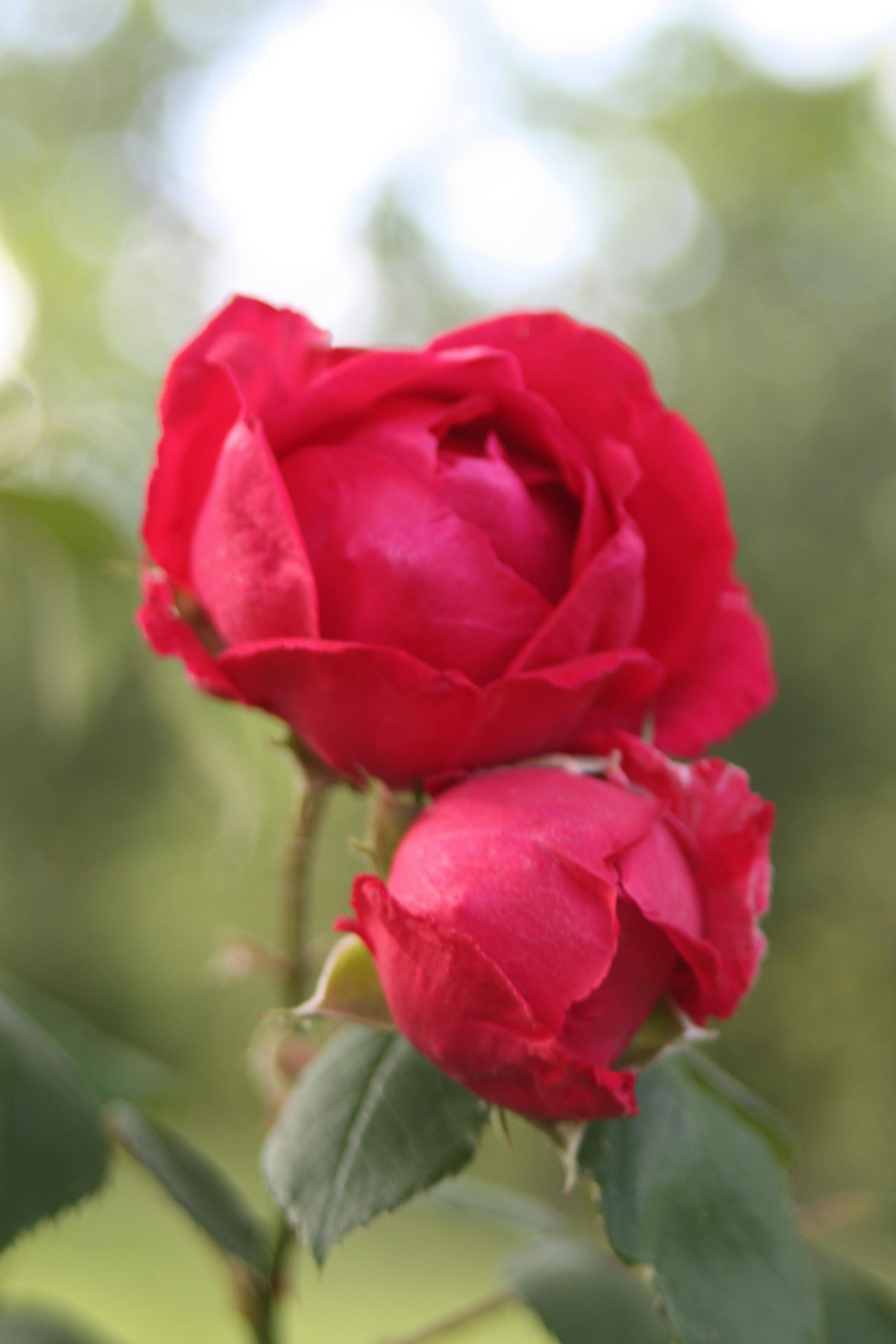 South Padre Island Ocean