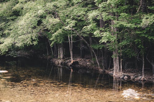 Fotos de stock gratuitas de agua, al aire libre, árbol