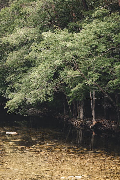 Fotos de stock gratuitas de agua, al aire libre, árbol