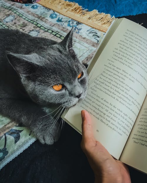 british shorthair, Evcil Hayvanlar, kedi fotoğrafçılığı içeren Ücretsiz stok fotoğraf