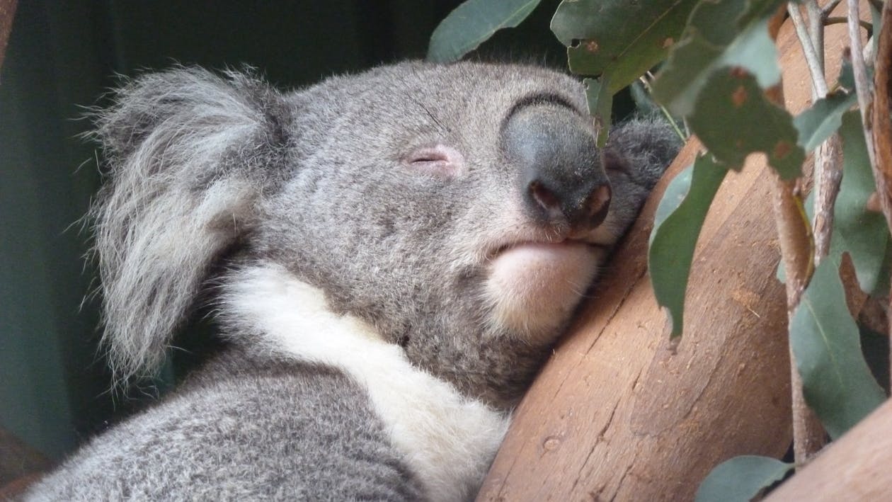 コアラ 可愛いの無料の写真素材