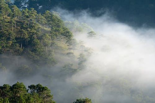 Ingyenes stockfotó erdő, fák, köd témában Stockfotó