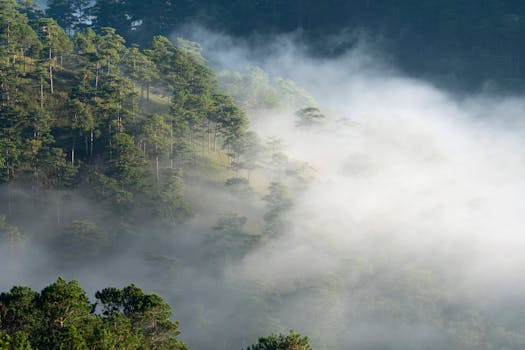 薄雾森林宁静祥和，绿树郁郁葱葱，雾气柔和，共同营造出一片宁静的自然风光