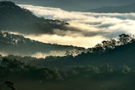 黎明时分，雾气笼罩着郁郁葱葱的山间森林，营造出一种神秘而宁静的氛围