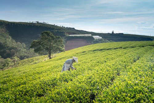 Foto d'estoc gratuïta de a l'aire lliure, adult, agricultor