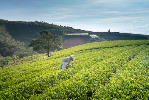 Free A farmer tends to a vibrant tea plantation on a sunny day, under a clear blue sky. Stock Photo
