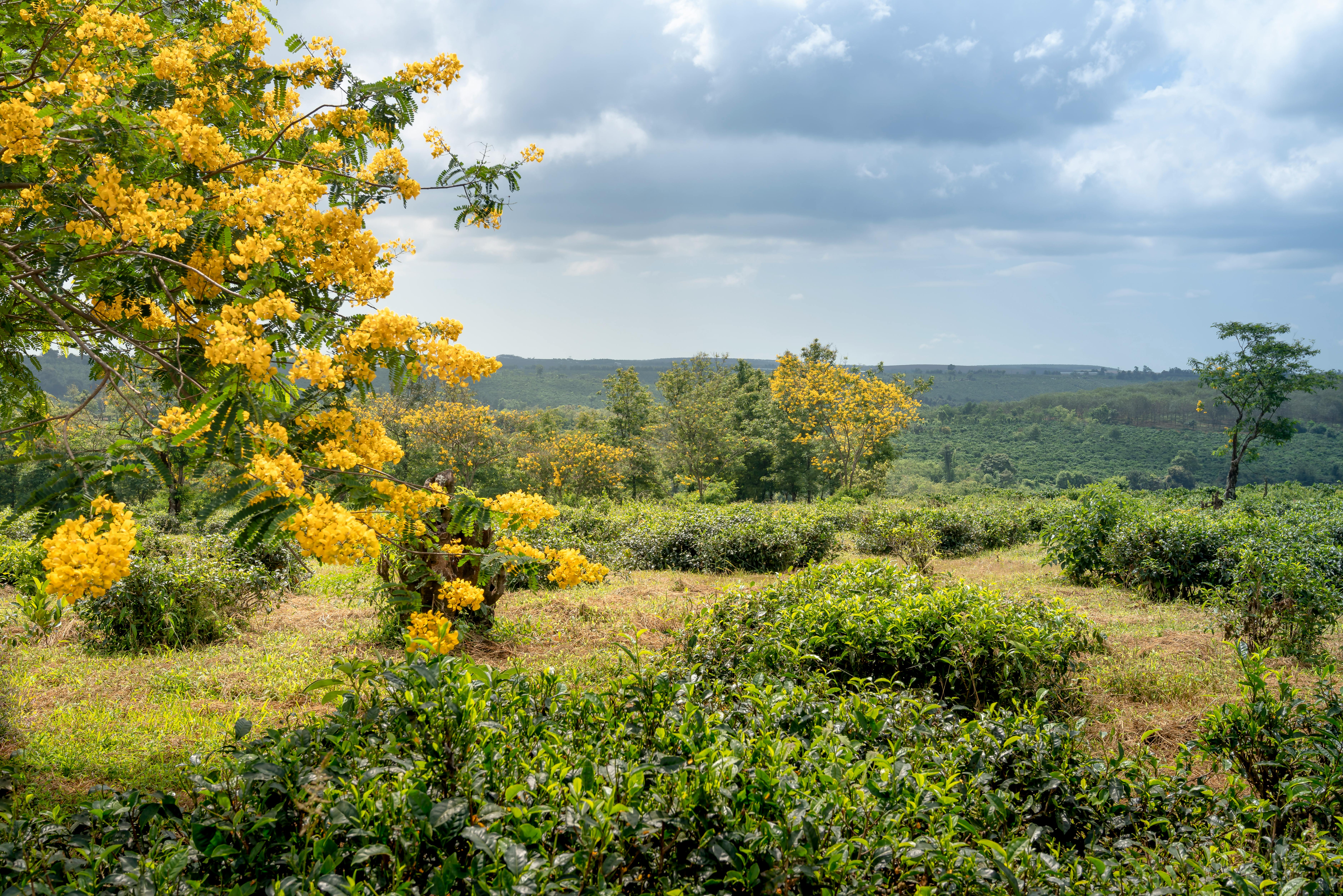 Green Tea Farm Near Yellow Flowering Trees · Free Stock Photo