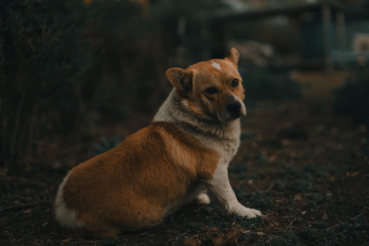 Brown Dog In A Forest 