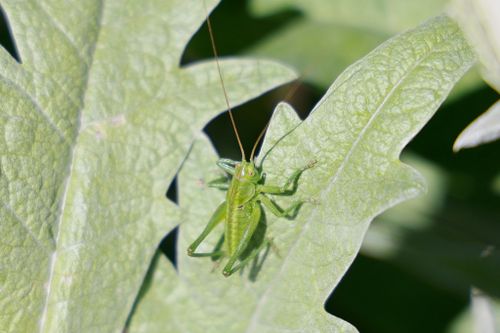 Free Close-up of a green grasshopper with antennae perched on a leaf, captured in sunlight. Stock Photo