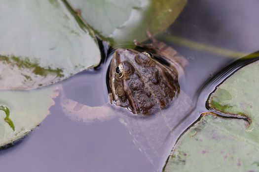 Frog in a Swamp 
