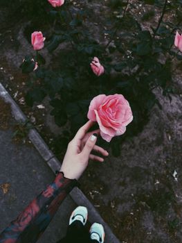Hand holding a pink rose in an urban garden, highlighting beauty and nature contrast.