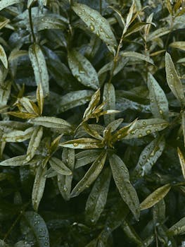 Close-up of lush green leaves covered with rain droplets, capturing the essence of nature's freshness.