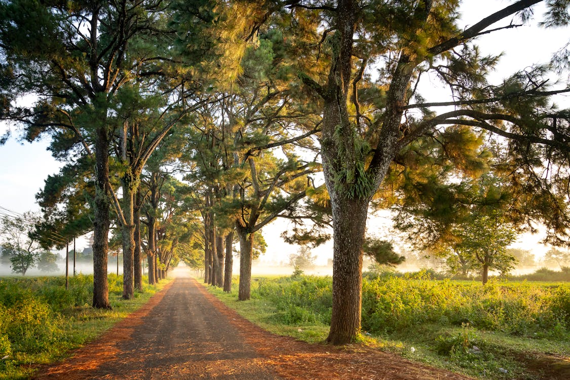 Photo of Dirt Road Surrounded by Trees