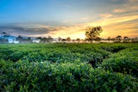 日出时分，绿茶种植园生机勃勃，映衬着风景如画的乡村背景