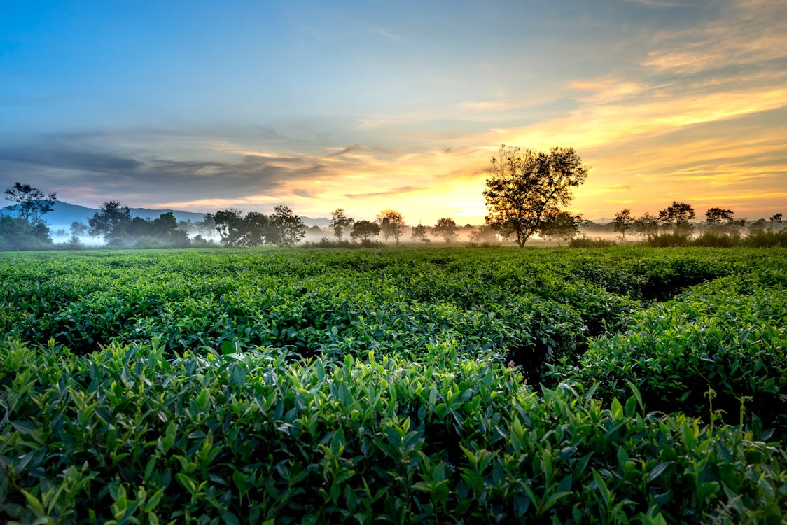 Free Green Tea Farm during Golden Hour Stock Photo