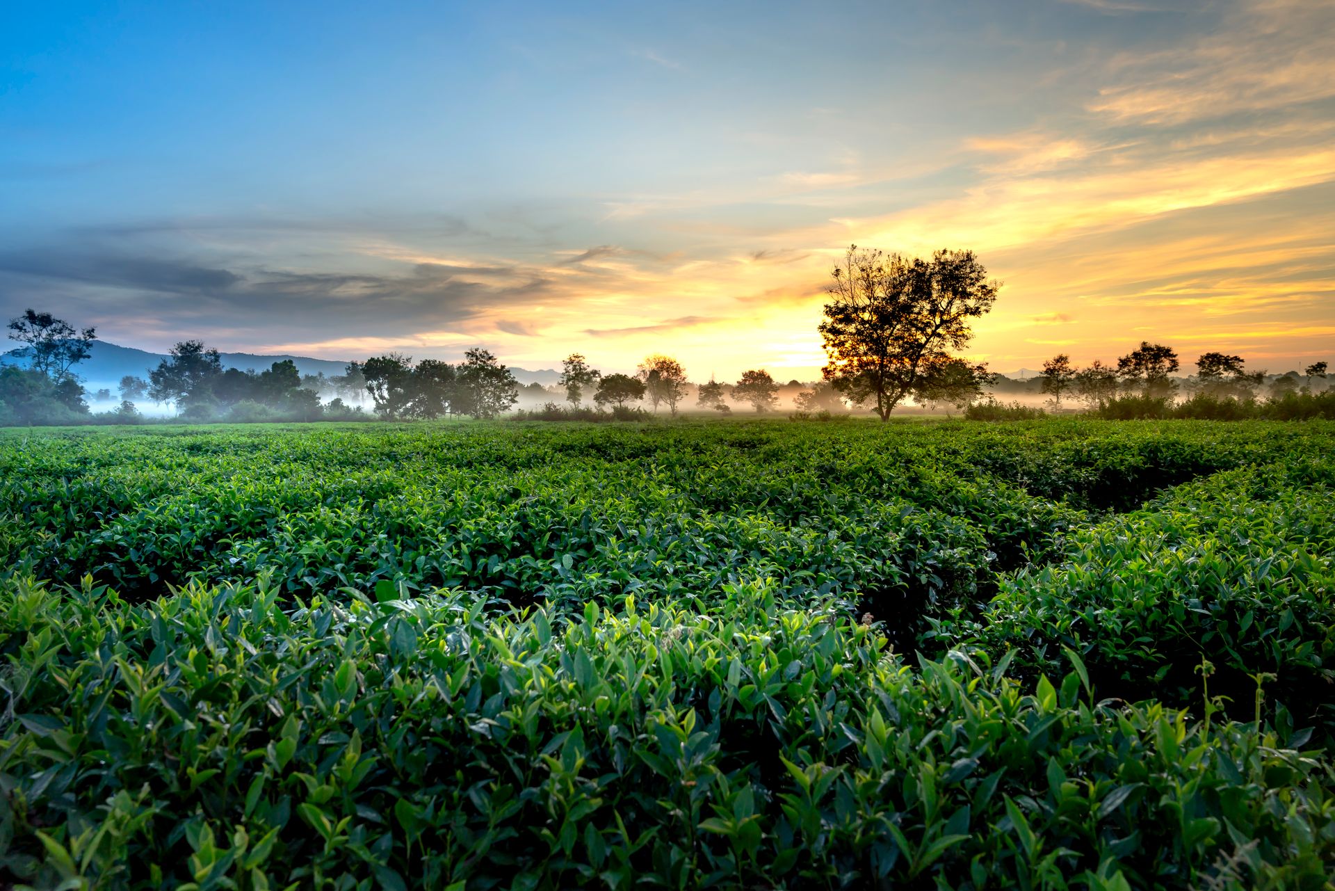 Vibrant green tea plantation at sunrise with a scenic rural backdrop.