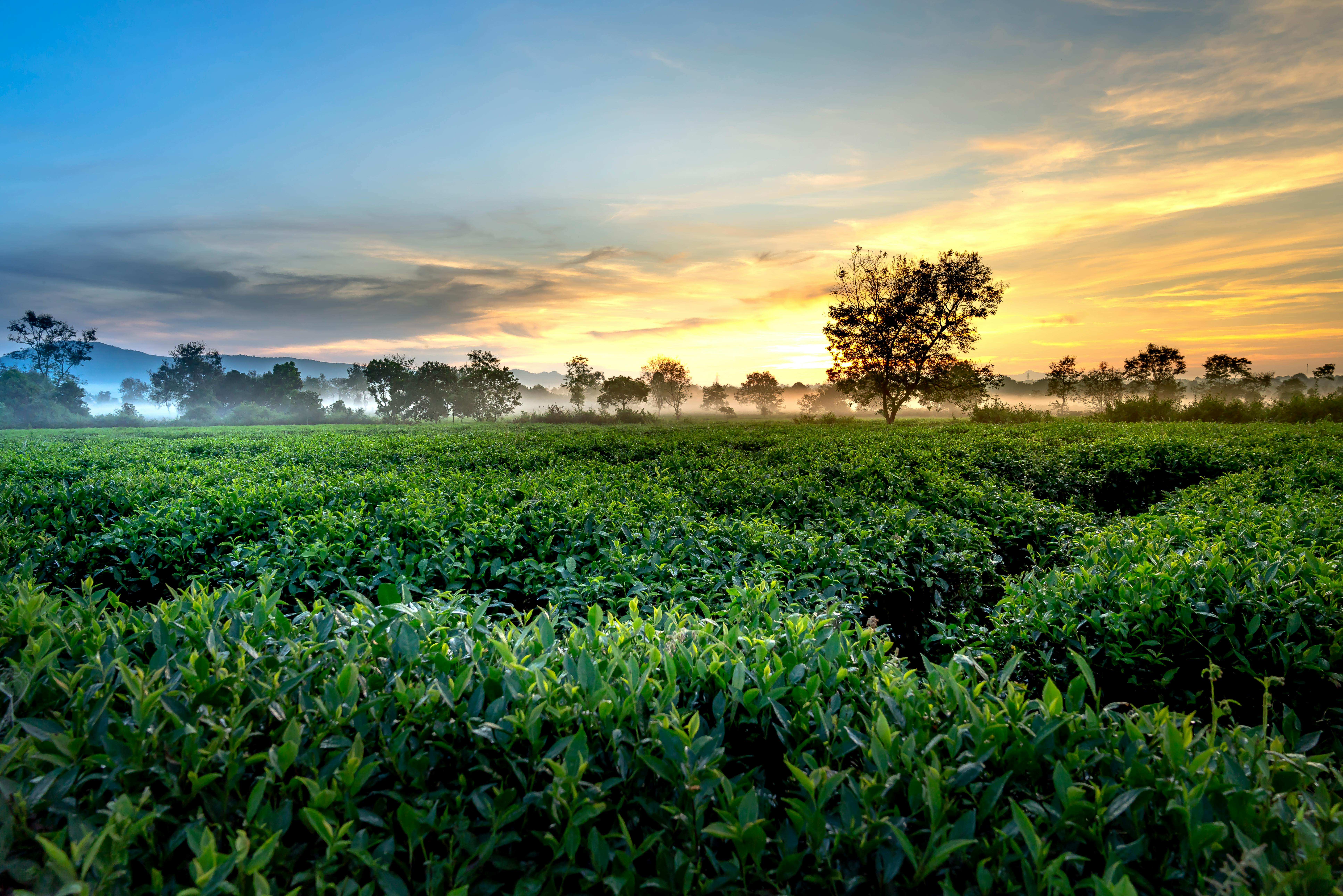 Green Tea Farm