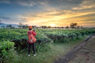 这是一个女人在宁静的茶园拍摄日出的镜头
