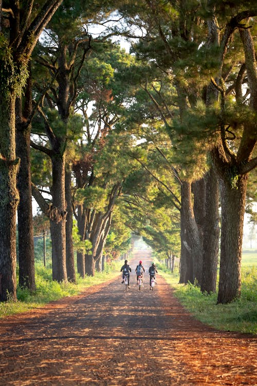 Three People On Bicycles On Tree Lined Road · Free Stock Photo