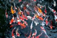 在宁静的池塘中，充满活力的锦葵鱼优雅地游动着