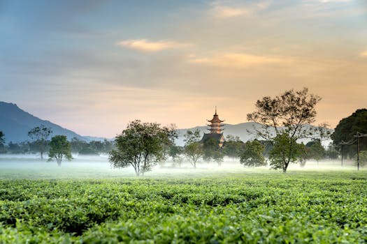 黎明时分，茶园宁静，云雾缭绕的山丘上矗立着一座佛塔