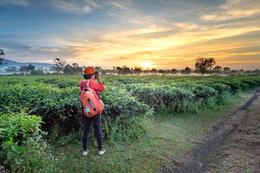 一位妇女在郁郁葱葱的茶园中捕捉日出，营造出宁静的乡村景象