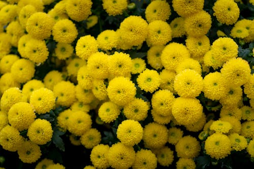 Крупным планом фото желтых цветов
