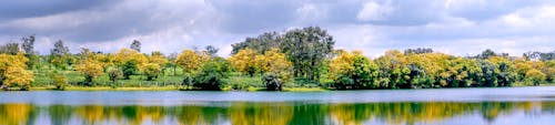бесплатная Желтые и зеленые листовые деревья Стоковое фото