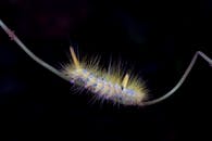 黄色毛茸茸的毛毛虫在黑暗背景上的特写宏图像