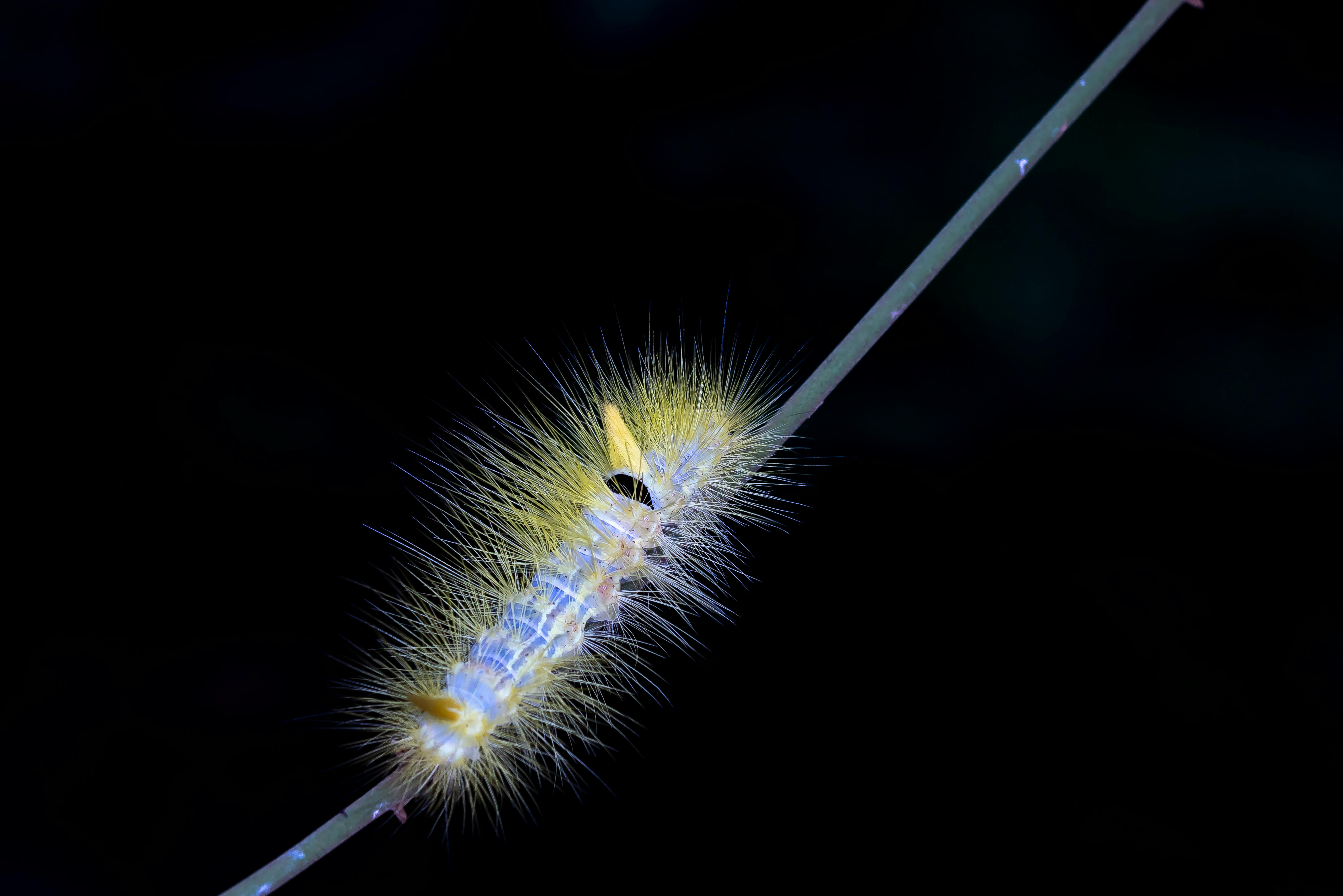 Close-up of a colorful, hairy caterpillar on a twig against a dark background.