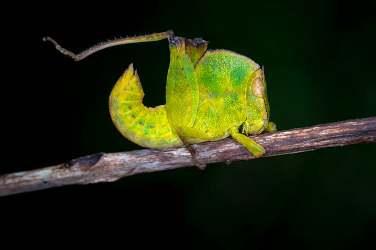 Green Insect On Brown Stick