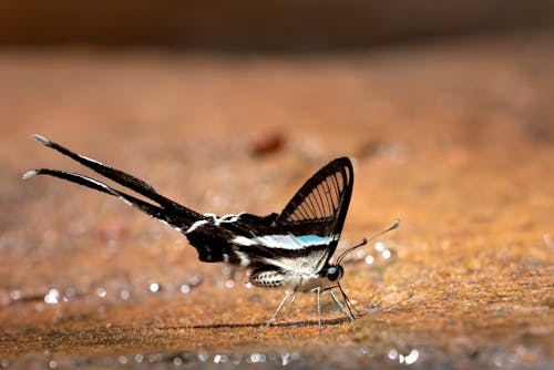 Mariposa En Blanco Y Negro Sobre Arena.