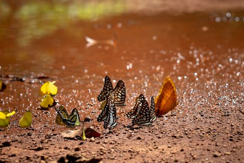 地上の蝶のクローズアップ写真