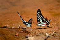 两只色彩斑斓的蝴蝶在阳光下停歇在潮湿的泥土上，展示着它们充满活力的翅膀