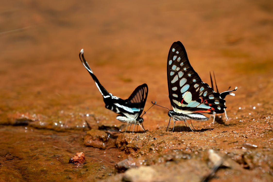 Gratuit Deux Papillons Machaon Sur Sol Brun Photos