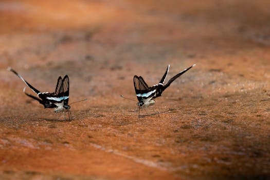 特写镜头中，两只黑白蝴蝶停在红棕色表面上