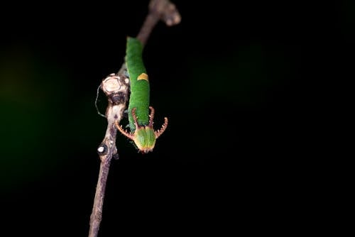 Green Worm On Twig