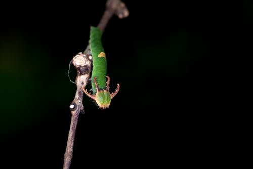 Verme Verde Sul Ramoscello