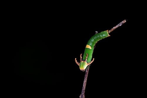 树枝上的绿色昆虫