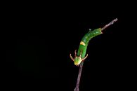 Green Insect on Branch