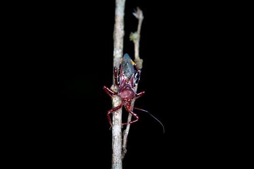 Black and Red Multi-legged Insect on Brown Twig