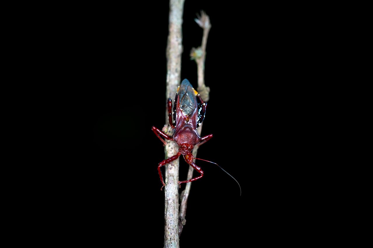 close up of a vibrant red insect perched on a twig against a black bac
